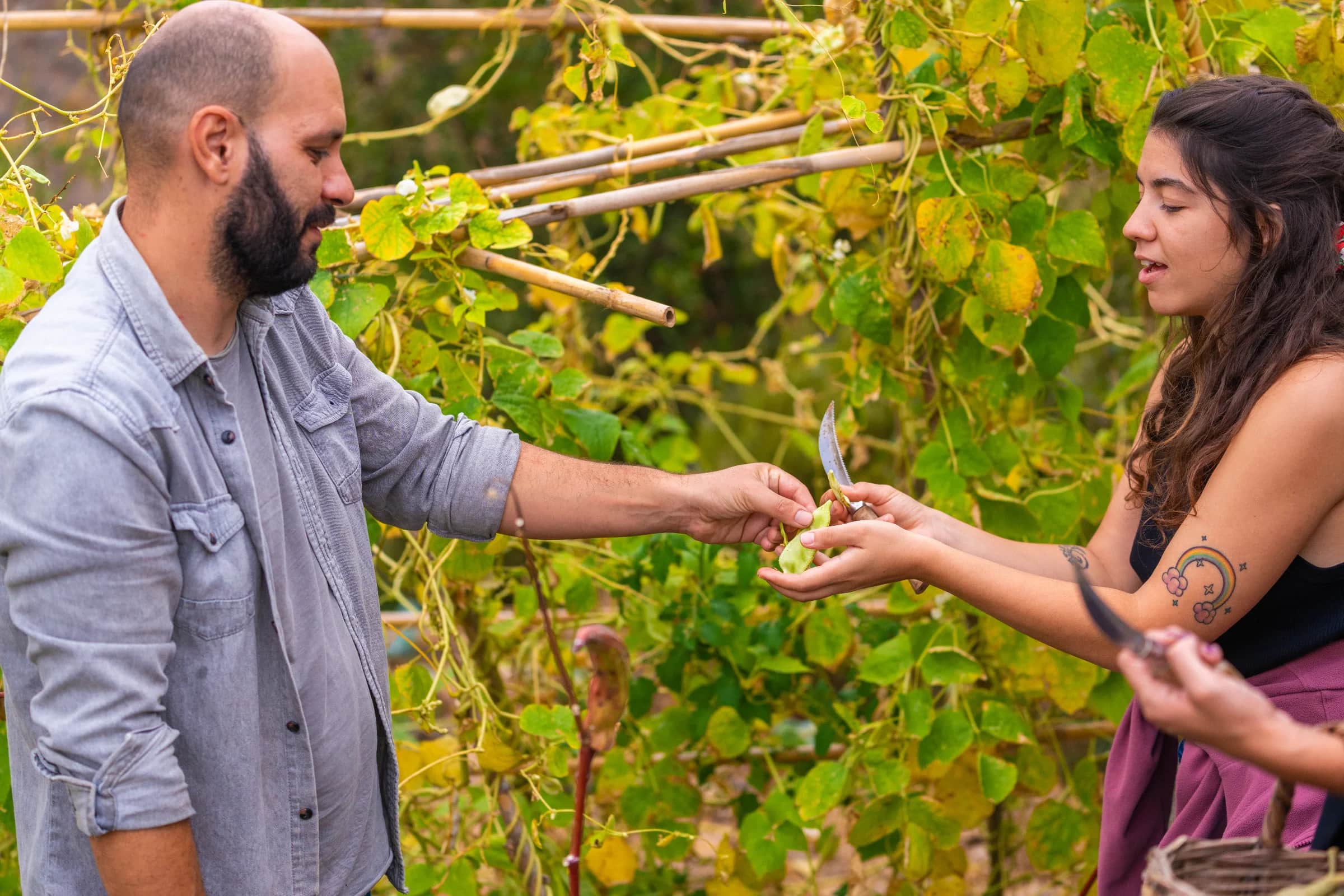 Explore Peskesi Farm: Cretan Farm Experience, Organic Tasting & Local Culture