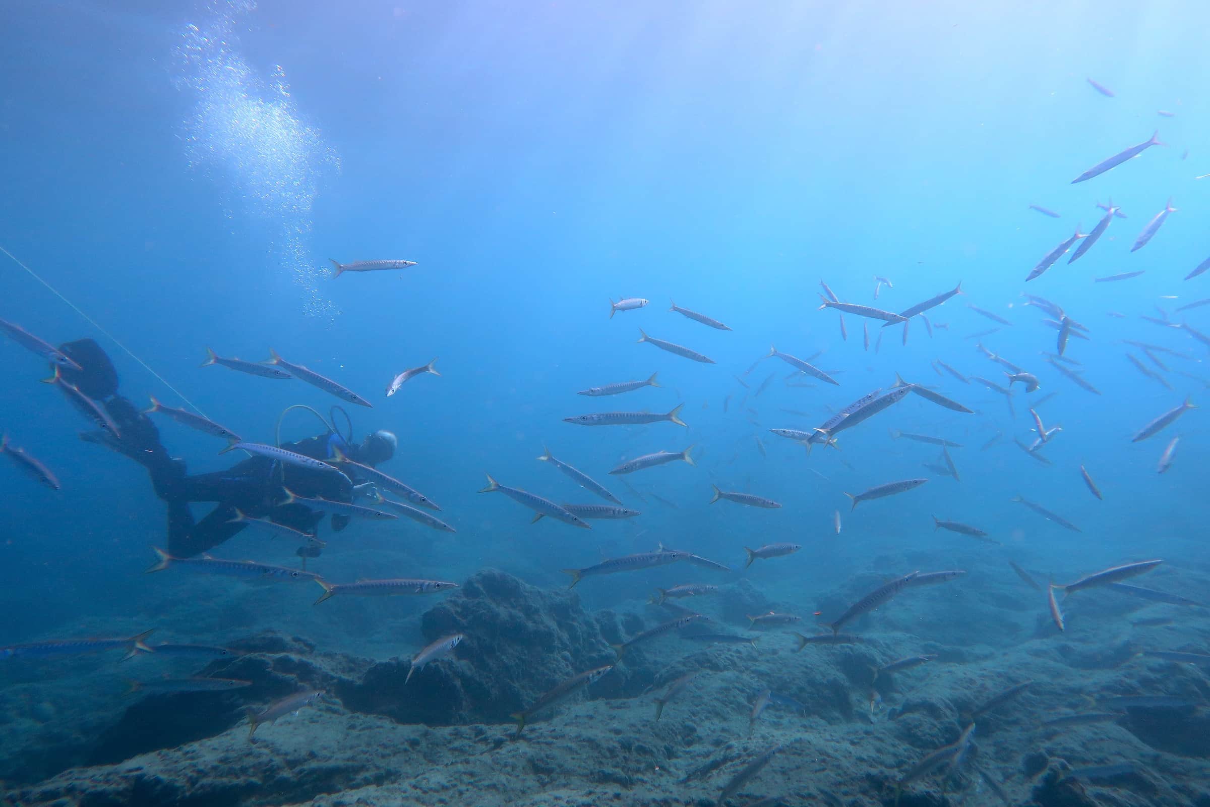 Beginner Scuba Diving Experience in Hersonissos, Crete
